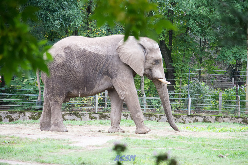 acsm_zoo0075