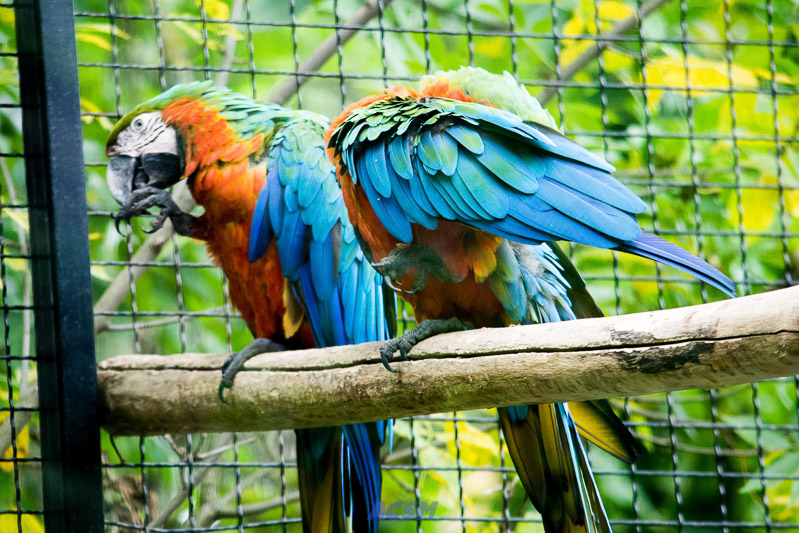 acsm_zoo0079