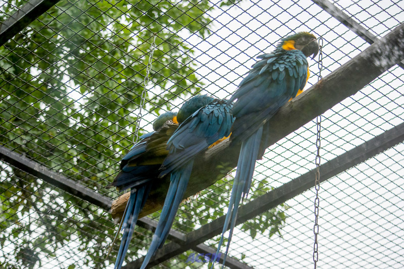 acsm_zoo0080