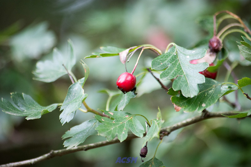 acsm_zoo0081