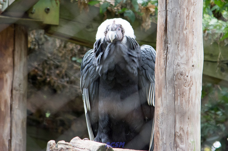 acsm_zoo0082
