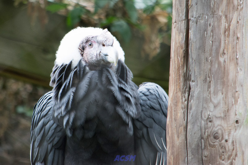 acsm_zoo0083