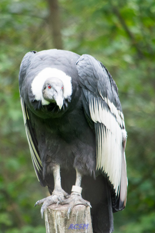 acsm_zoo0084