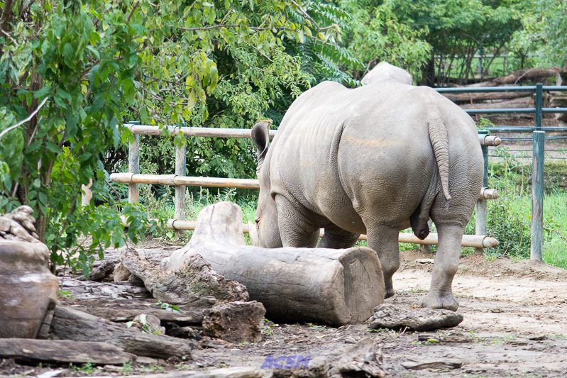 acsm_zoo0085