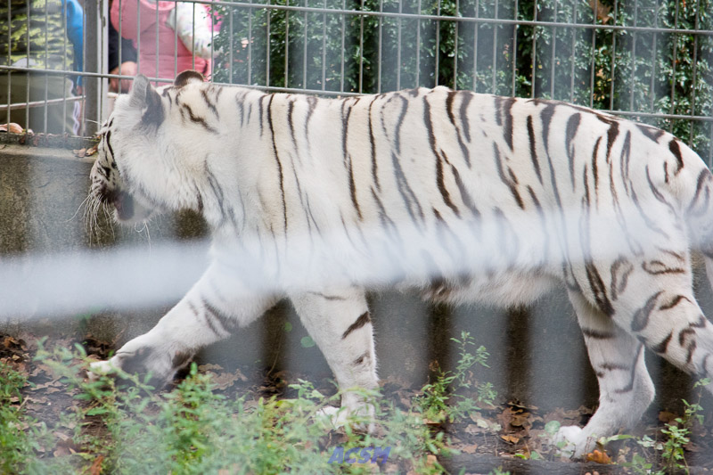 acsm_zoo0088