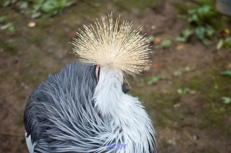 acsm_zoo0089
