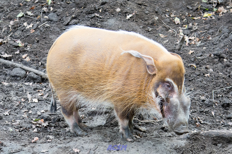 acsm_zoo0090