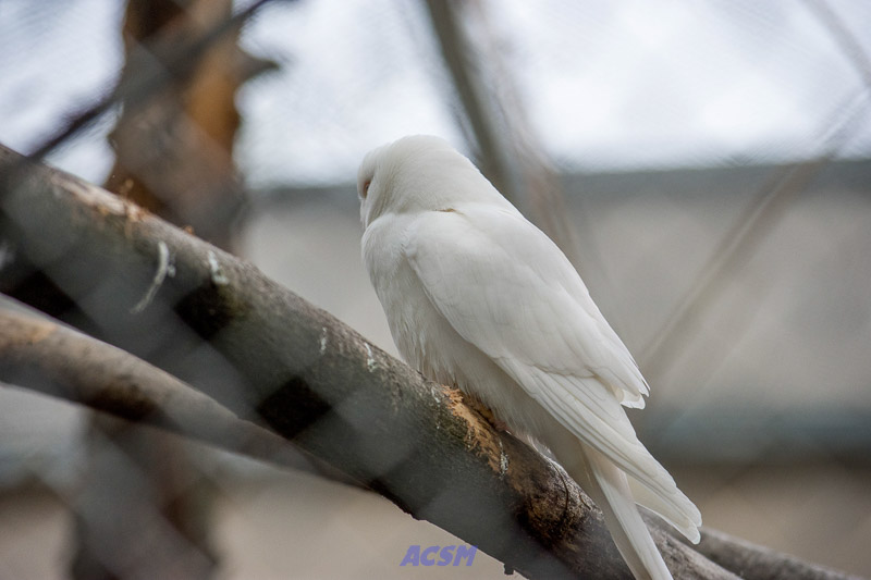 acsm_zoo0091