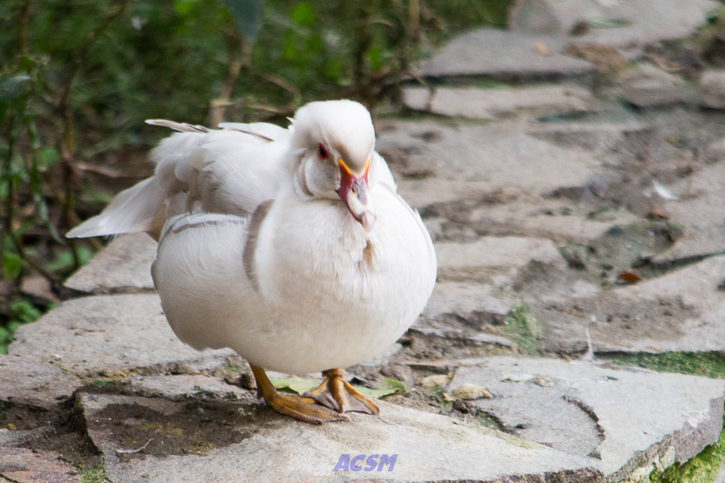 acsm_zoo0094