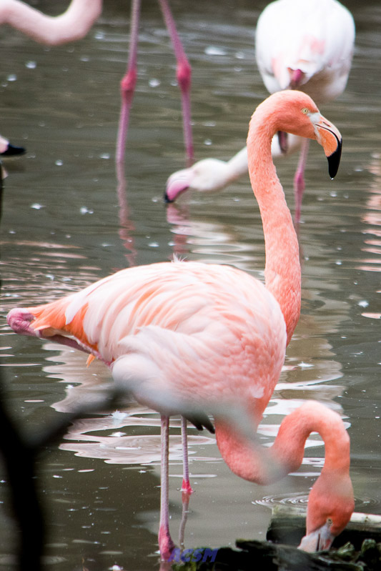 acsm_zoo0095