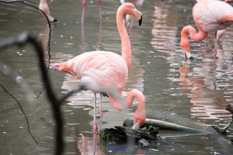 acsm_zoo0096