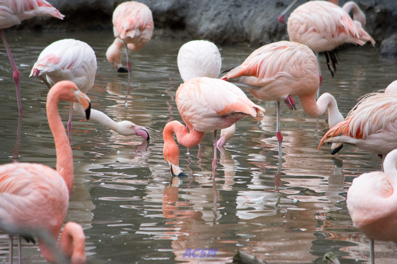 acsm_zoo0097