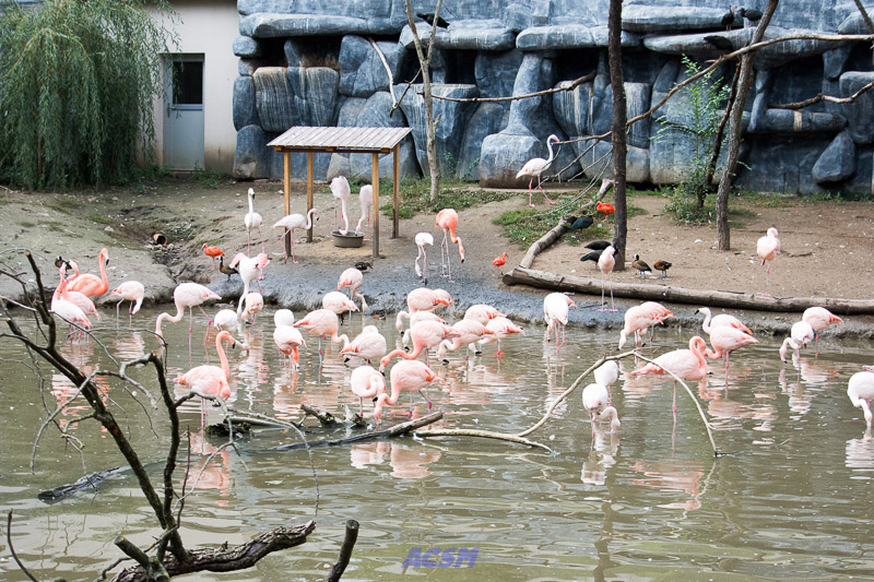 acsm_zoo0098