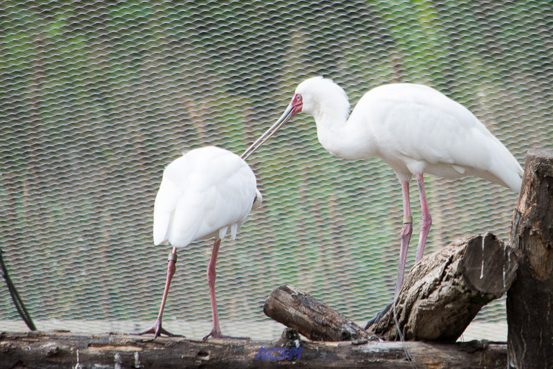 acsm_zoo0099