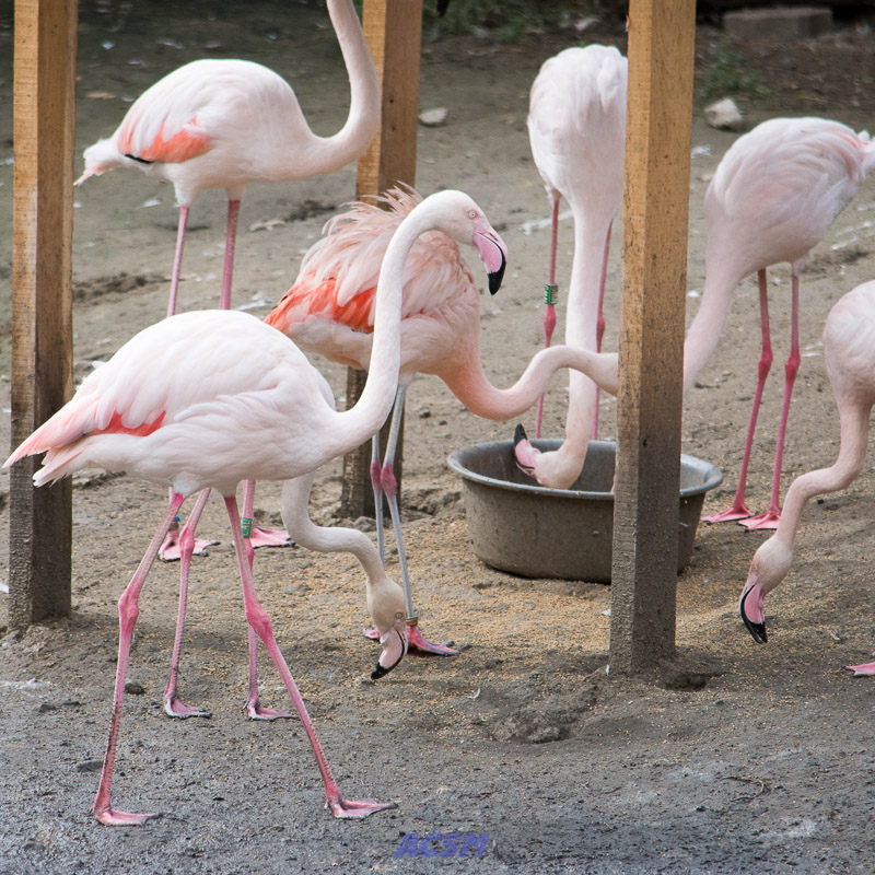 acsm_zoo0100