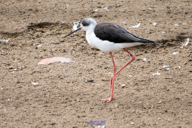 acsm_zoo0101