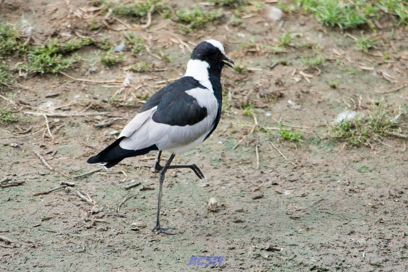 acsm_zoo0102