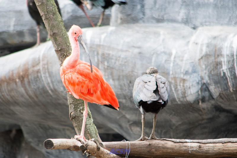 acsm_zoo0103