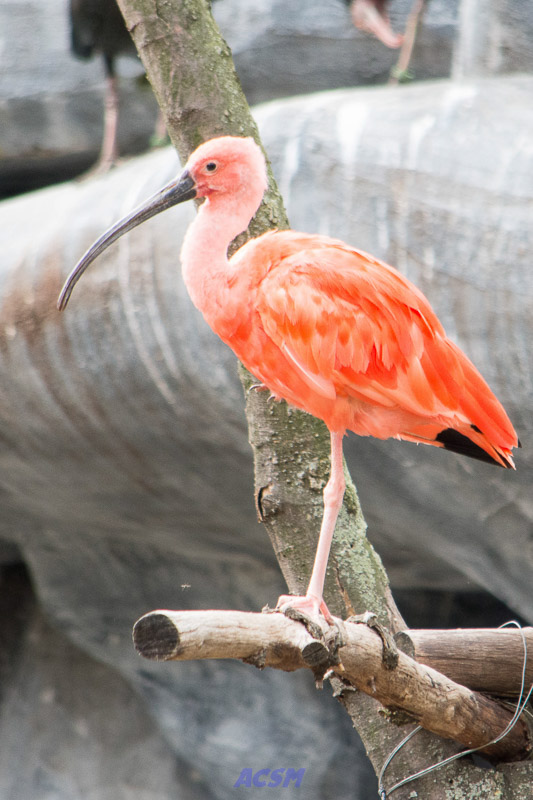 acsm_zoo0104