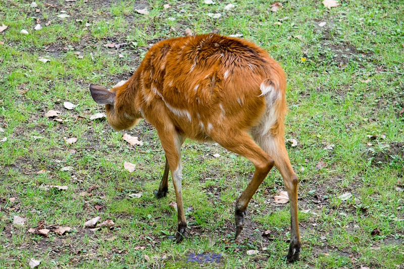 acsm_zoo0105