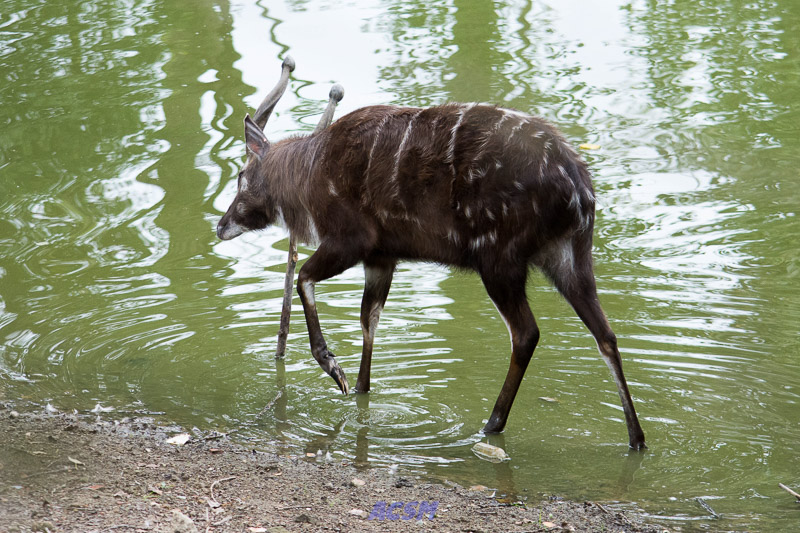 acsm_zoo0106