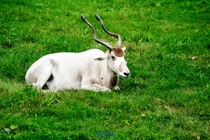 acsm_zoo0107
