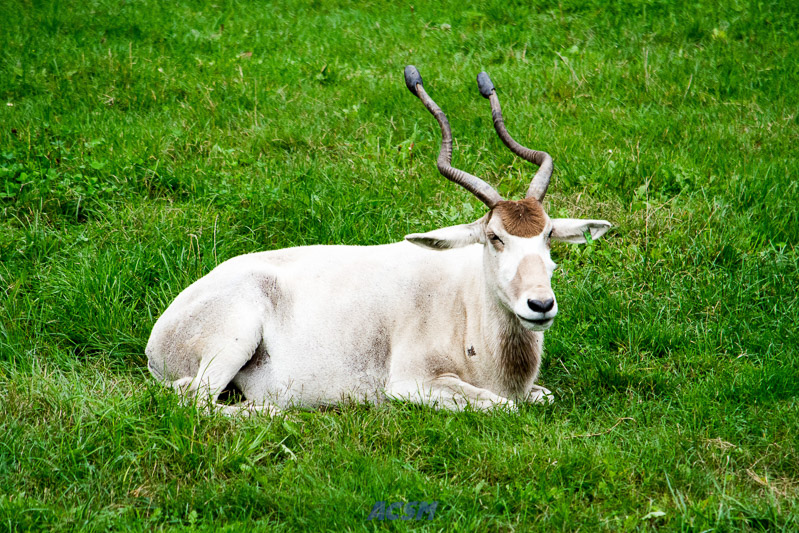 acsm_zoo0108