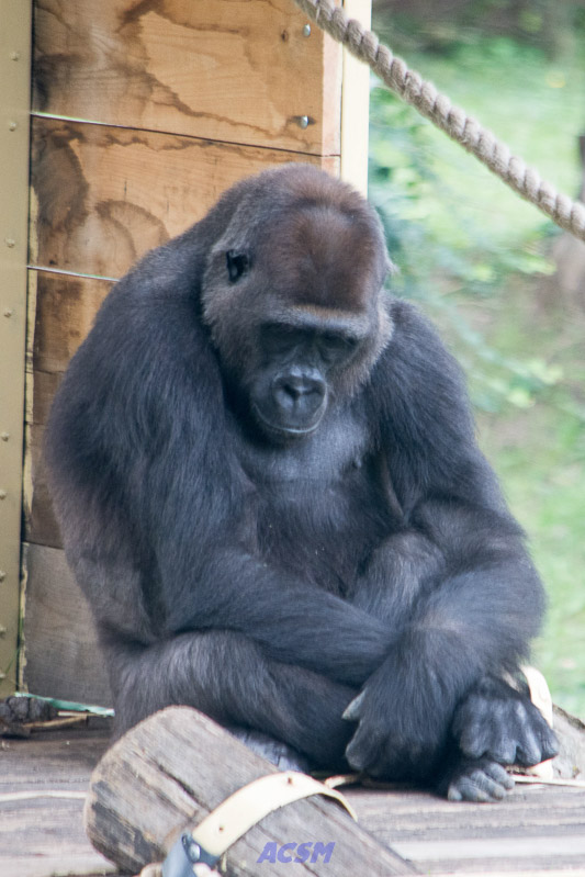 acsm_zoo0109