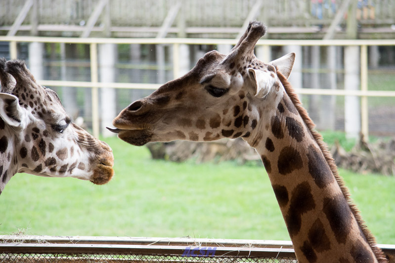 acsm_zoo0110