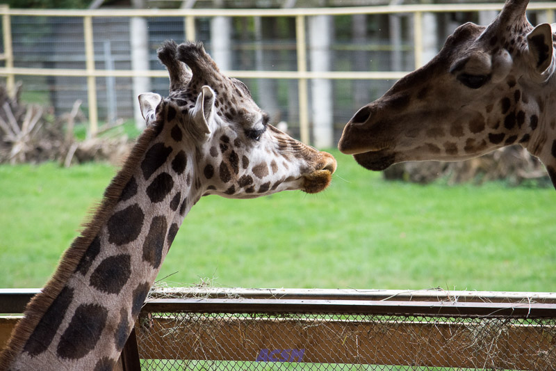 acsm_zoo0111