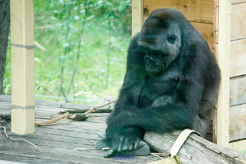 acsm_zoo0112