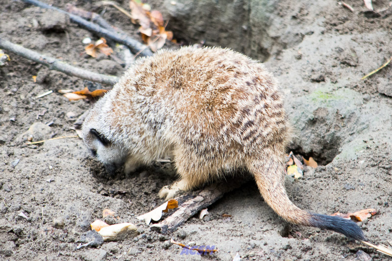 acsm_zoo0113