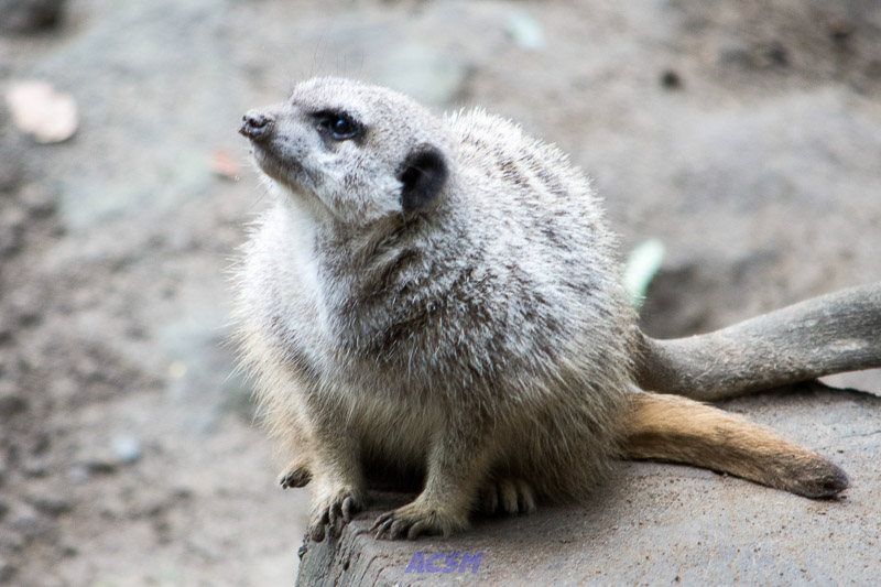 acsm_zoo0114