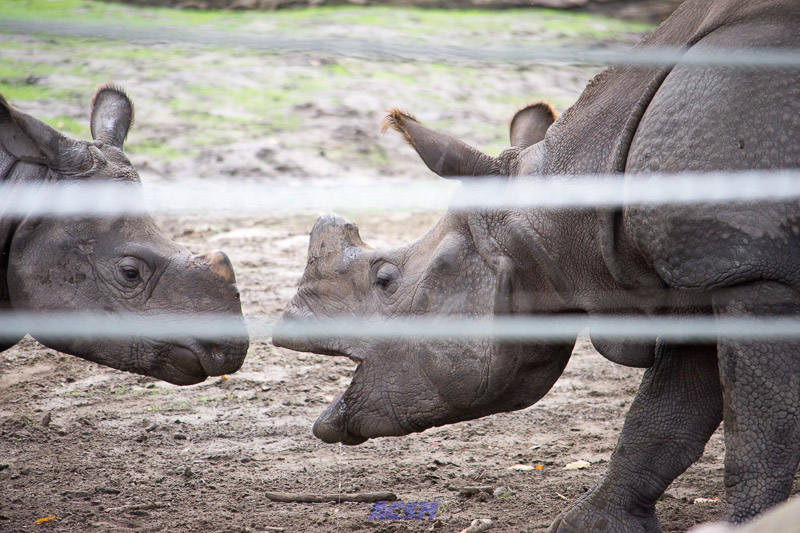 acsm_zoo0115