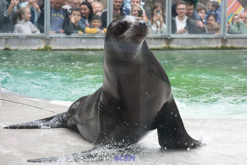 acsm_zoo0126