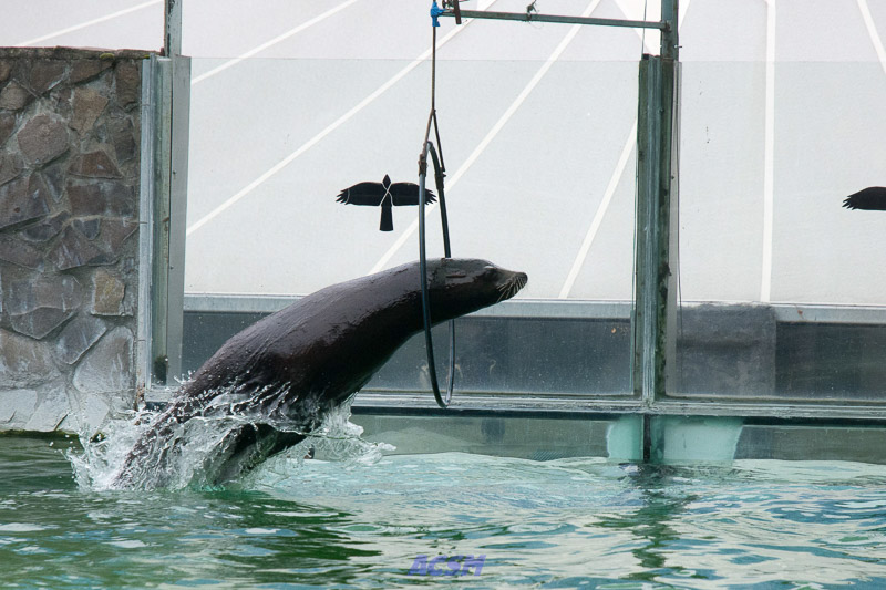 acsm_zoo0127