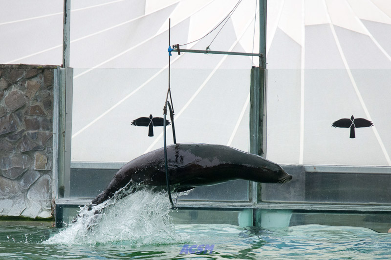 acsm_zoo0128