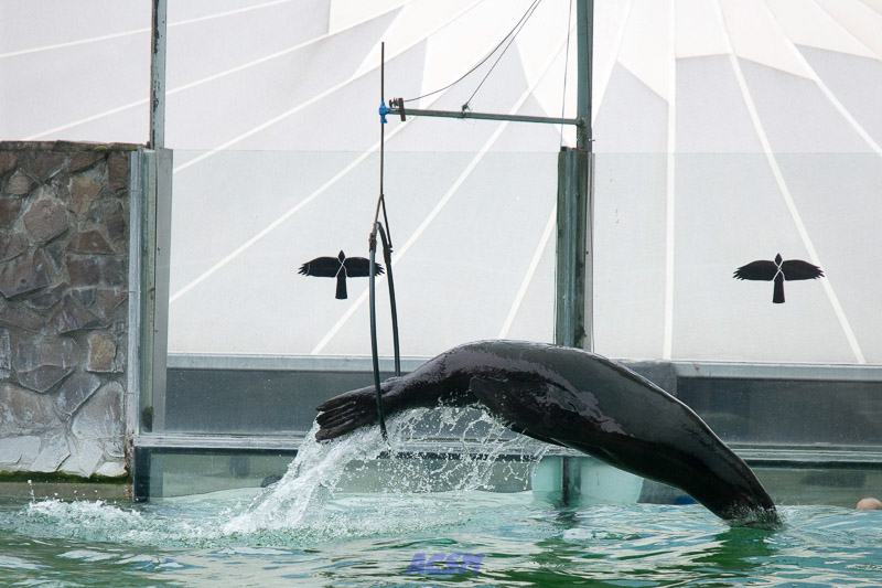 acsm_zoo0129