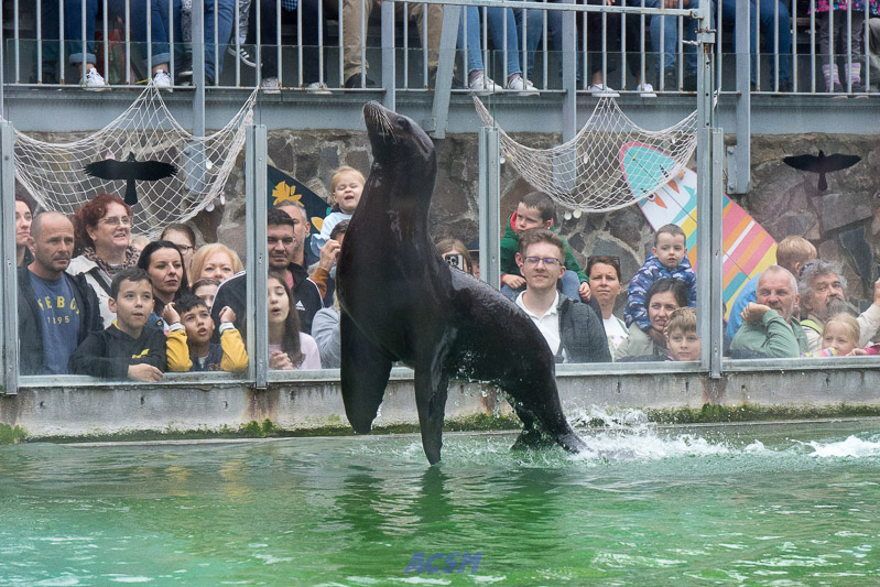 acsm_zoo0133