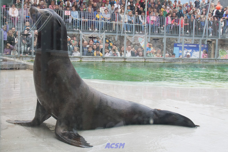 acsm_zoo0136