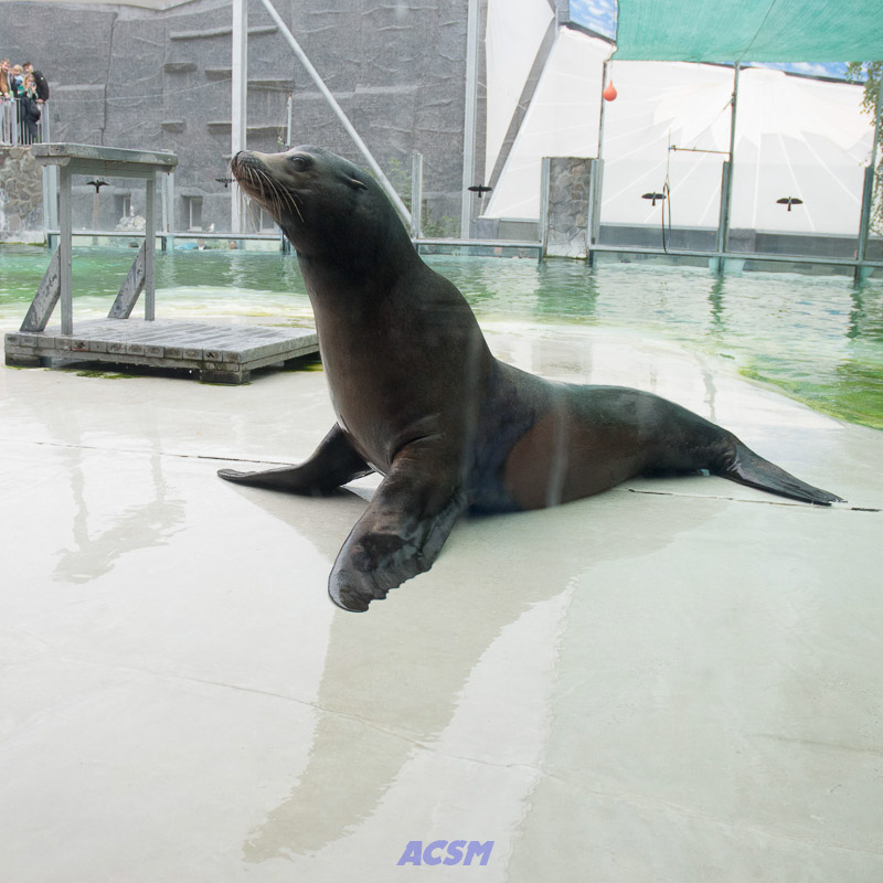 acsm_zoo0137