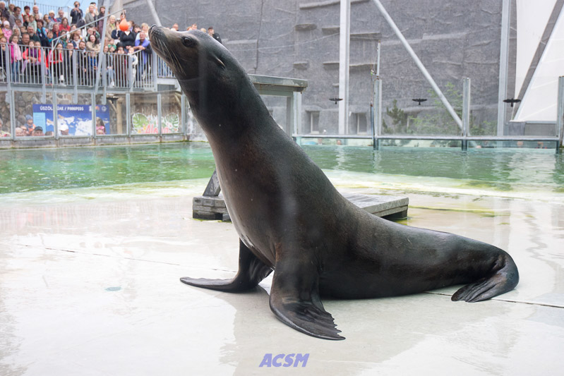 acsm_zoo0139