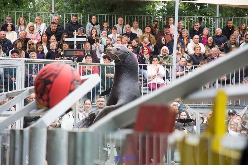 acsm_zoo0148