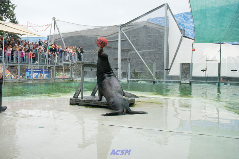 acsm_zoo0151