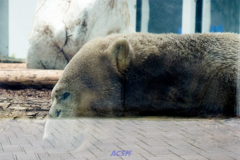 acsm_zoo0155