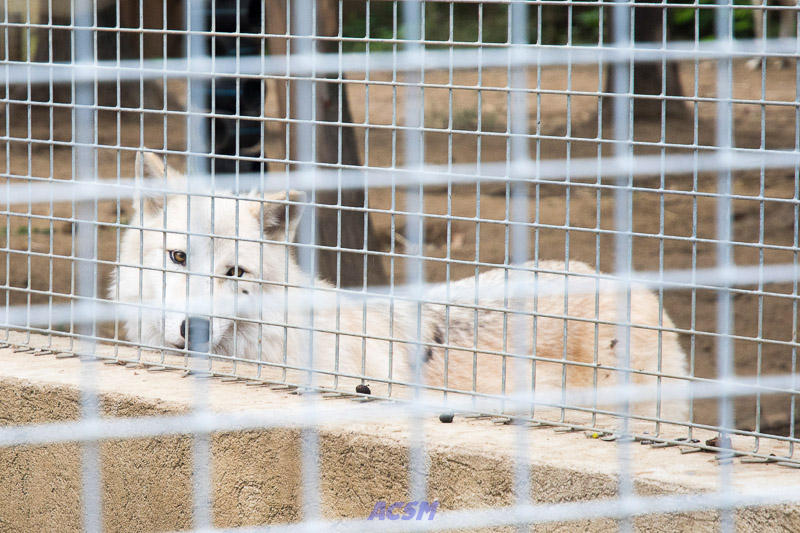 acsm_zoo0156