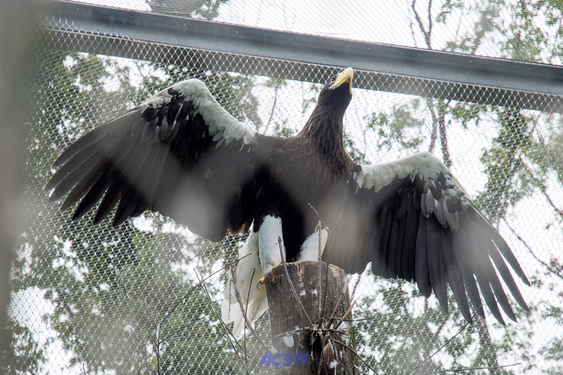 acsm_zoo0157