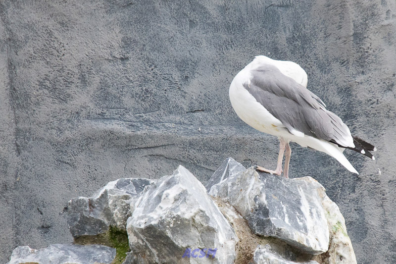 acsm_zoo0158