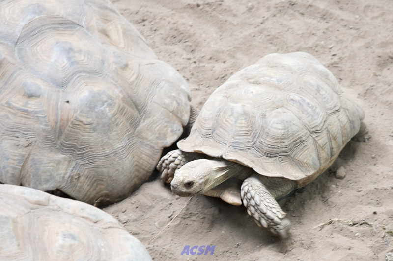 acsm_zoo0159