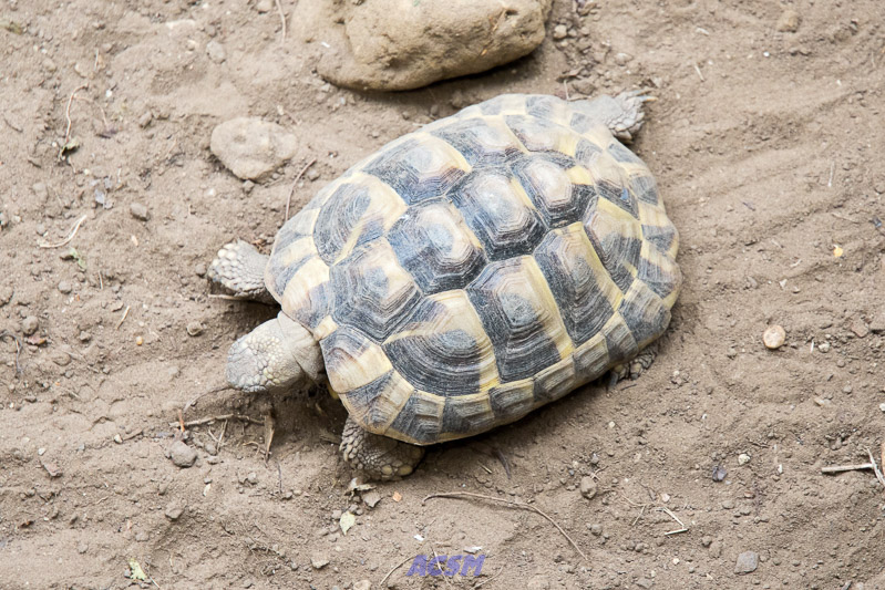 acsm_zoo0160